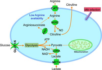 Coordination of the Uptake and Metabolism of Amino Acids in Mycobacterium tuberculosis-Infected Macrophages